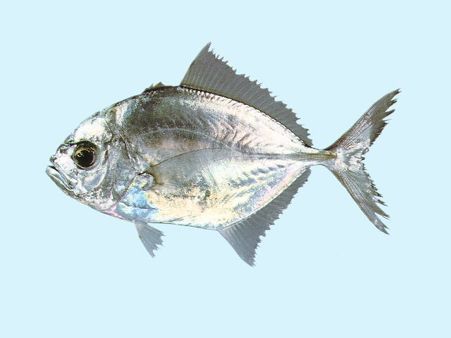 白口尾甲鰺(Uraspis uraspis)
