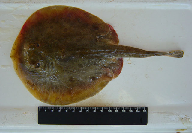 圆点扁魟(Urobatis maculatus)