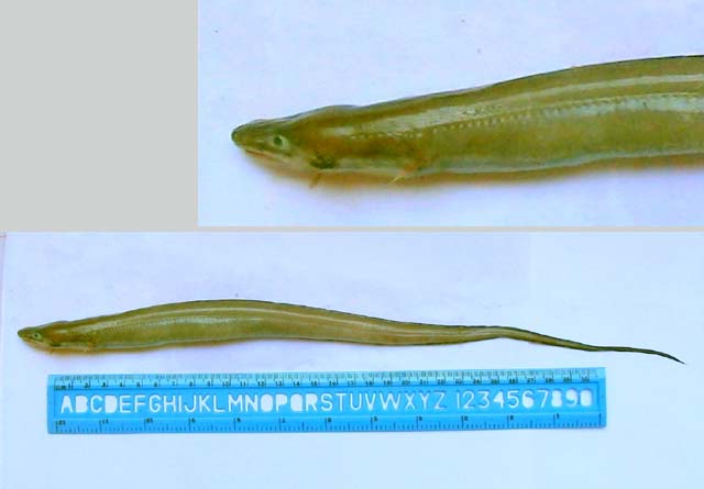 尖尾鳗(Uroconger lepturus)