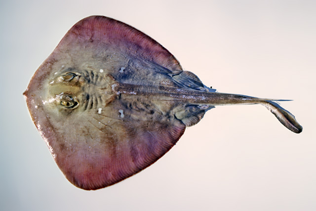 少斑扁魟(Urolophus paucimaculatus)