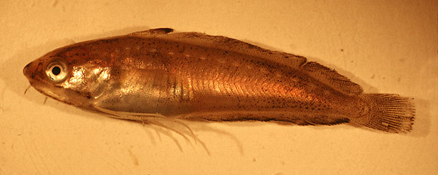 佛罗里达长鳍鳕(Urophycis floridana)