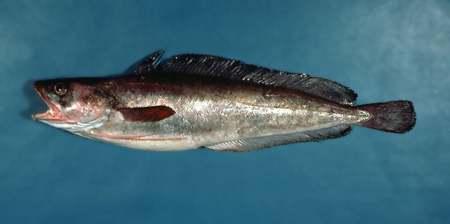 白长鳍鳕(Urophycis tenuis)