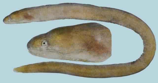 单色尾鳝(Uropterygius concolor)