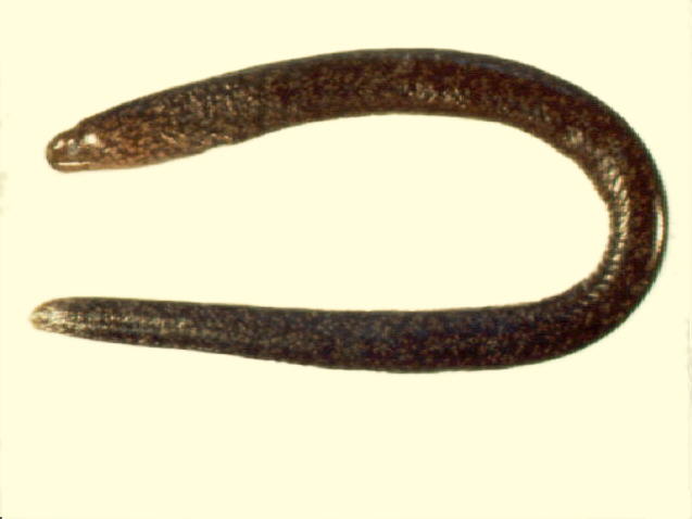 大头尾鳝(Uropterygius macrocephalus)