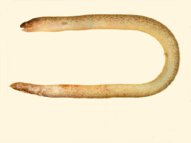 小鳍尾鳝(Uropterygius micropterus)
