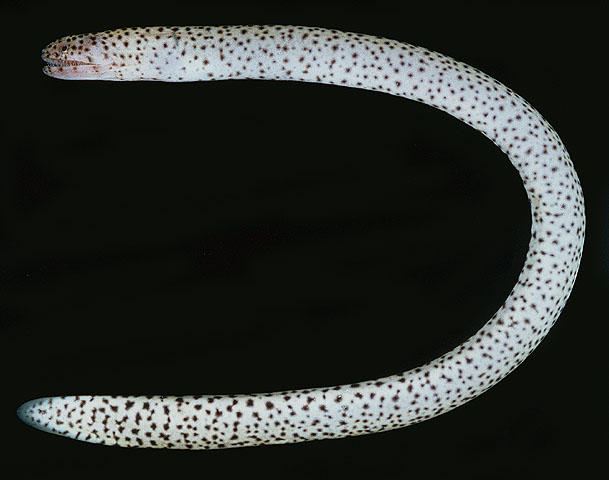 穴栖尾鳝(Uropterygius supraforatus)
