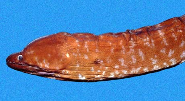 巧尾鳝(Uropterygius versutus)