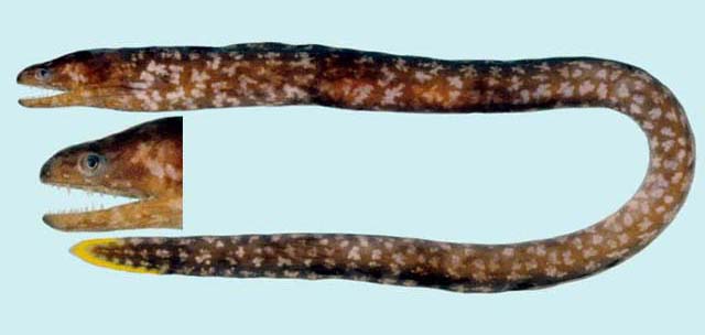 黄鳍尾鳝(Uropterygius xanthopterus)