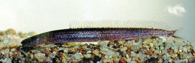 马氏梵条鳅(Vaillantella maassi)