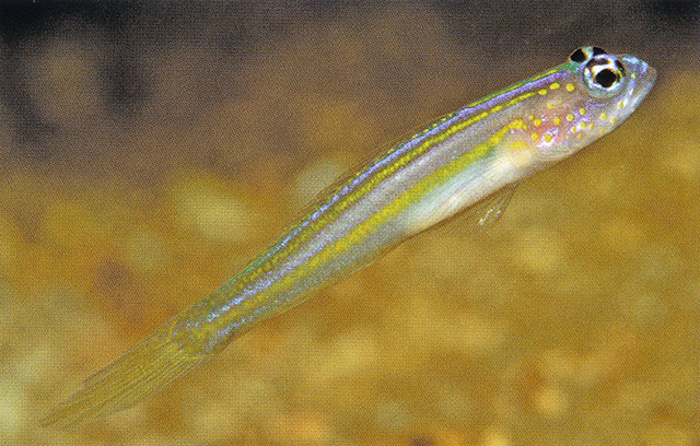 黄纹梵虾虎(Vanderhorstia flavilineata)