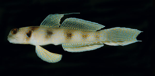 红海梵虾虎(Vanderhorstia opercularis)