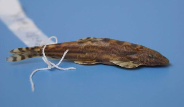 线纹原缨口鳅(Vanmanenia lineata)
