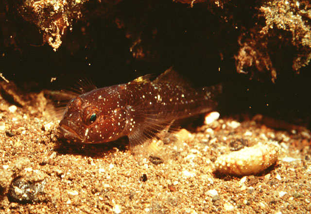 加那利群岛范尼虾虎(Vanneaugobius canariensis)