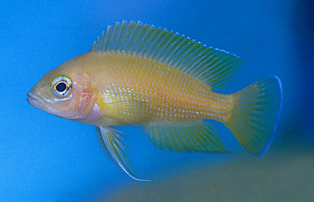 穆氏杂色丽鲷(Variabilichromis moorii)