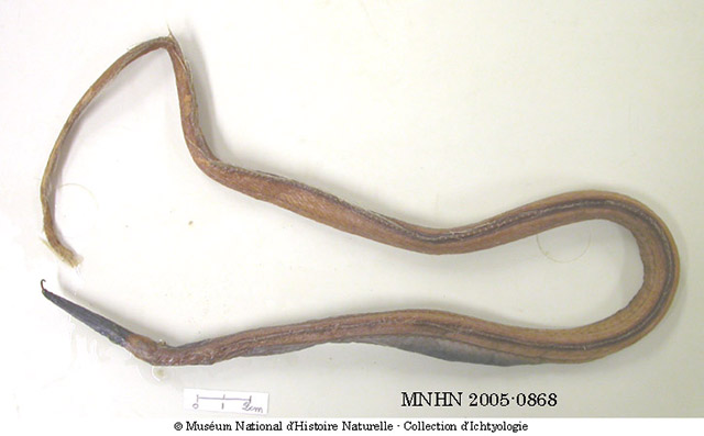 多孔巫鳗(Venefica multiporosa)