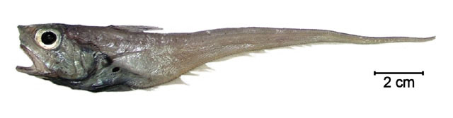 黏头凹腹鳕(Ventrifossa mucocephalus)