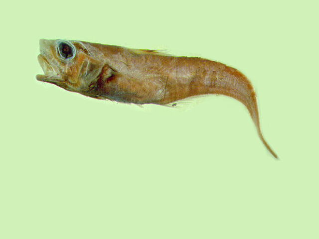 黑背鳍凹腹鳕(Ventrifossa nigrodorsalis)