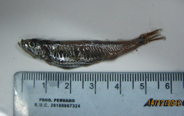荧串光鱼(Vinciguerria lucetia)