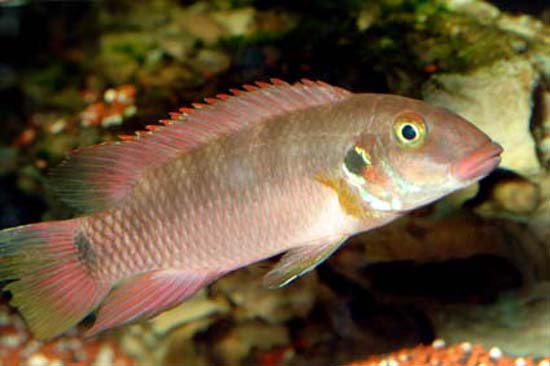 红唇矛耙丽鱼(Wallaceochromis rubrolabiatus)