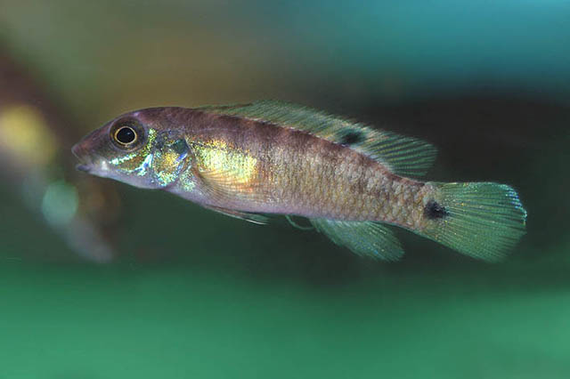 几内亚矛耙丽鱼(Wallaceochromis signatus)