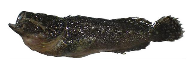 糙奇绒鲉(Xenaploactis asperrima)
