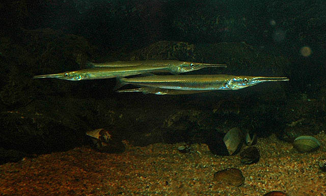 斯里兰卡异齿颌针鱼(Xenentodon cancila)