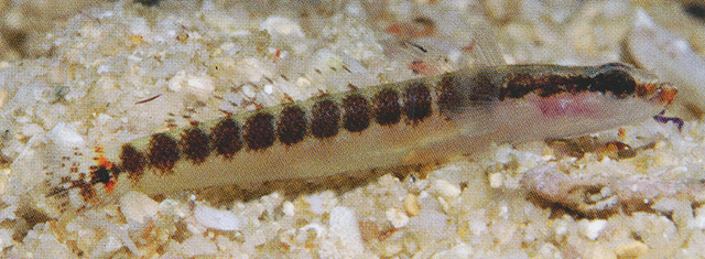 多斑峡塘鳢(Xenisthmus eirospilus)