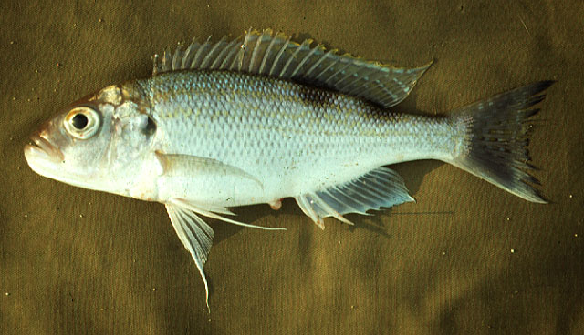 赫氏奇丽鱼(Xenochromis hecqui)