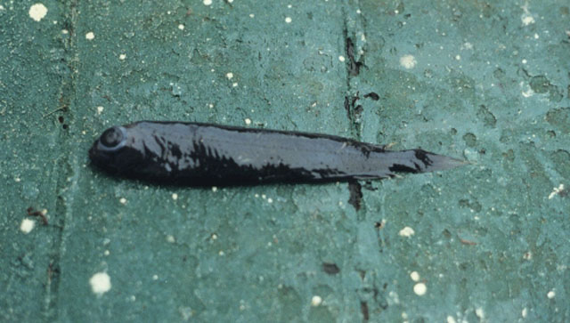 柯氏裸平头鱼(Xenodermichthys copei)