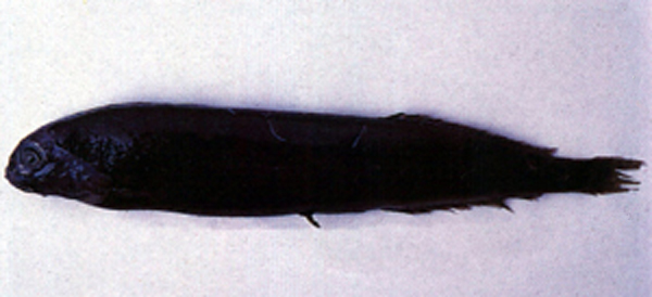 日本裸平头鱼(Xenodermichthys nodulosus)