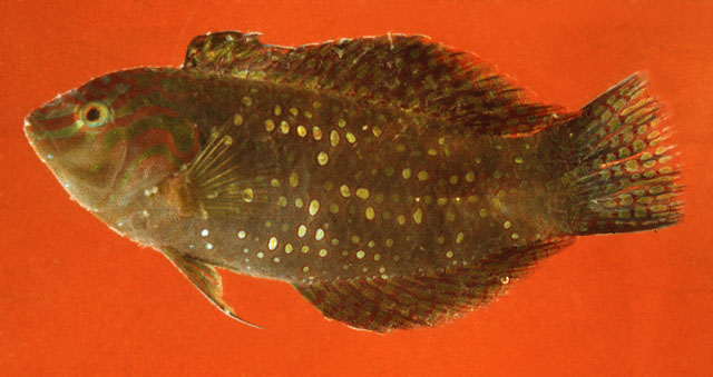 高鳍异锦鱼(Xenojulis margaritaceus)