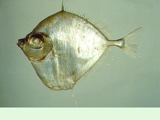 几内亚湾异菱的鲷(Xenolepidichthys dalgleishi)