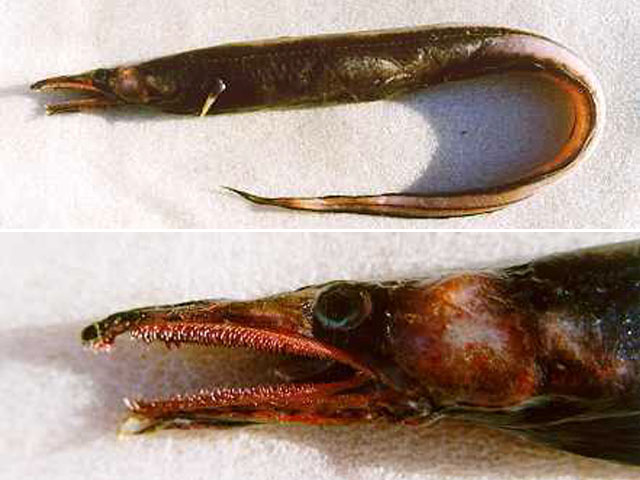 异唇鳗(Xenomystax atrarius)