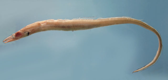 似康吉异唇鳗(Xenomystax congroides)