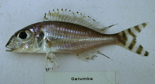 尾纹奇非鲫(Xenotilapia caudafasciata)