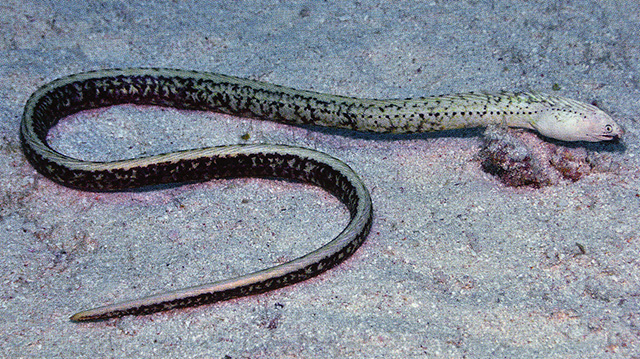 云斑锉唇蛇鳗(Xestochilus nebulosus)