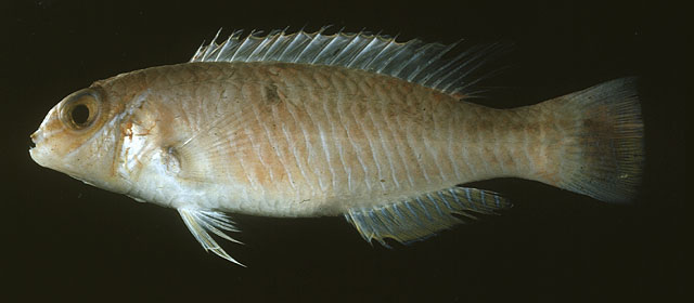 剑唇鱼(Xiphocheilus typus)