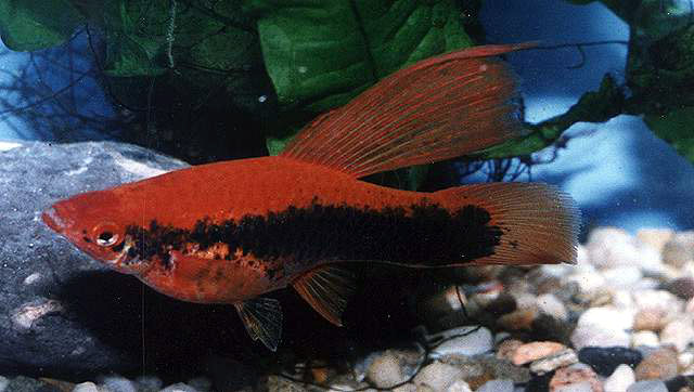 剑尾鱼(Xiphophorus hellerii)