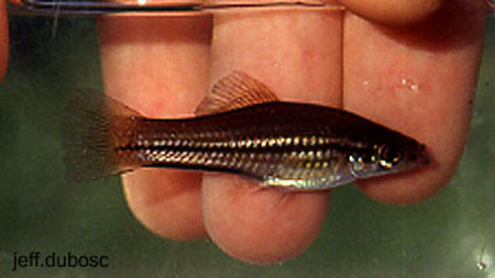 卡氏剑尾鱼(Xiphophorus kallmani)