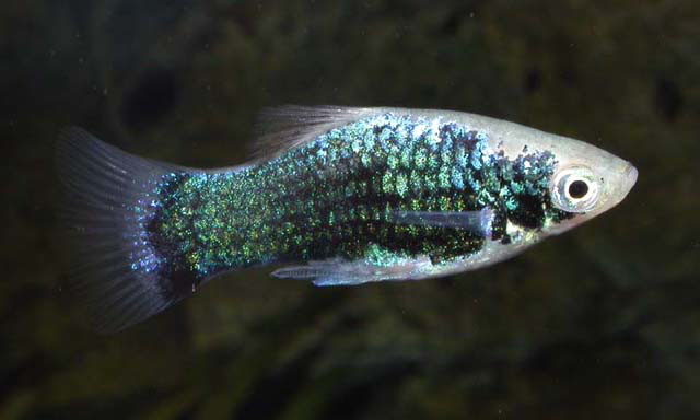 花斑剑尾鱼(Xiphophorus maculatus)