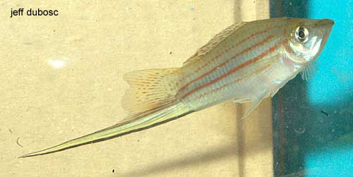 梅氏剑尾鱼(Xiphophorus mayae)