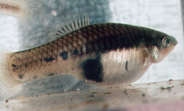 迈耶剑尾鱼(Xiphophorus meyeri)