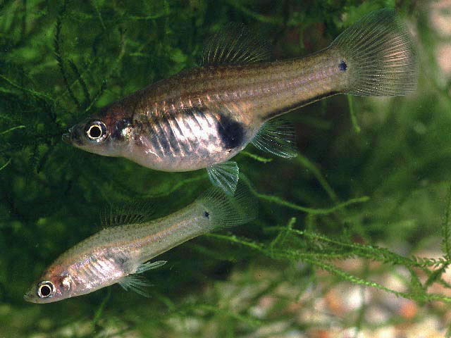 米勒剑尾鱼(Xiphophorus milleri)