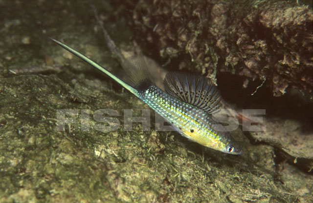 蒙氏剑尾鱼(Xiphophorus montezumae)