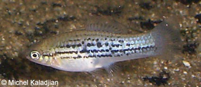中美洲剑尾鱼(Xiphophorus nezahualcoyotl)
