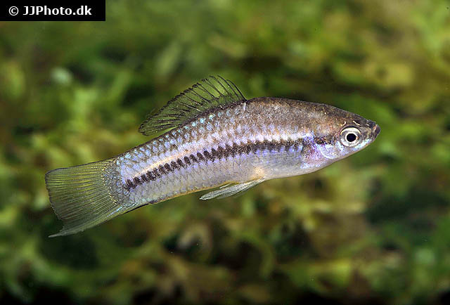 尼加拉瓜剑尾鱼(Xiphophorus nigrensis)
