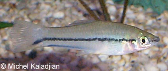 危地马拉剑尾鱼(Xiphophorus signum)