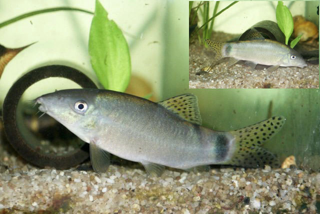 尾斑安彦鳅(Yasuhikotakia caudipunctata)