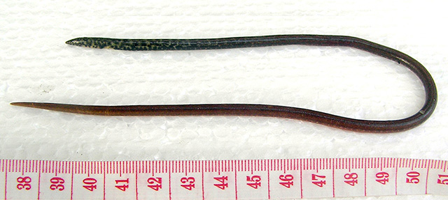 米苏尔细犁鳗(Yirrkala misolensis)
