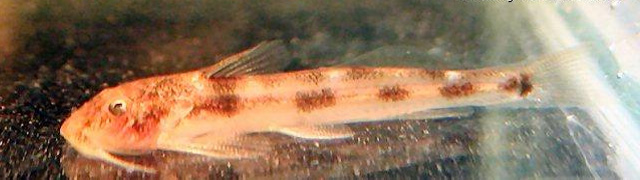 尼日尔河带平鳍鮠(Zaireichthys camerunensis)